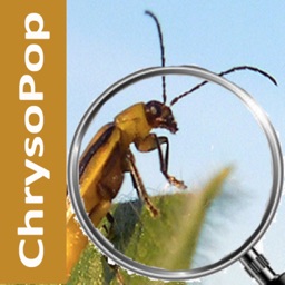 Chrysopop