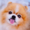 Dog Wallpapers HD Pro