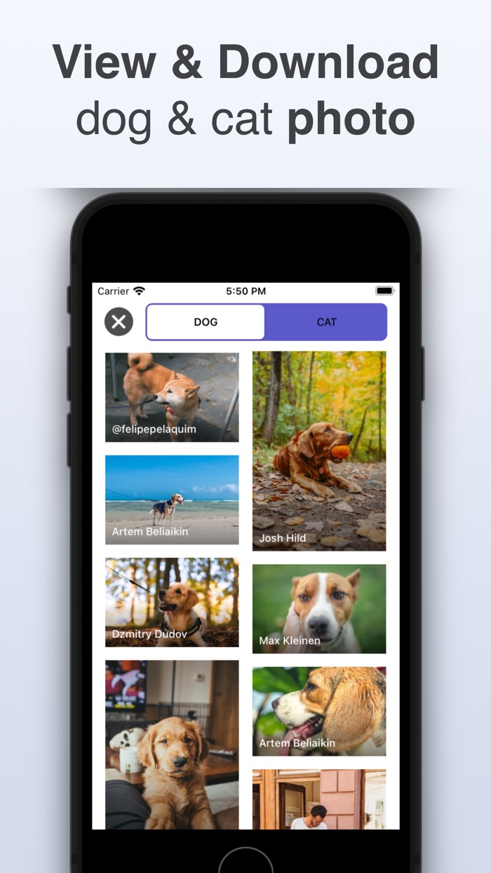 Dog  Cat Identifier - Scanner