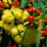 Get EUCLID Eucalypts of Australia for iOS, iPhone, iPad Aso Report