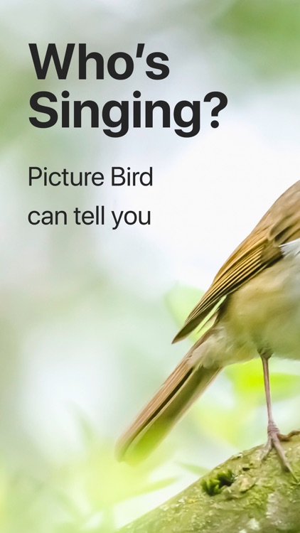 Picture Bird: Birds Identifier screenshot-0