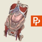 Top 29 Medical Apps Like Abdomen: 3D Real-time - Best Alternatives