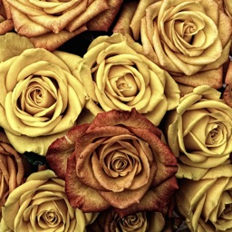 Roses Wallpapers: HD