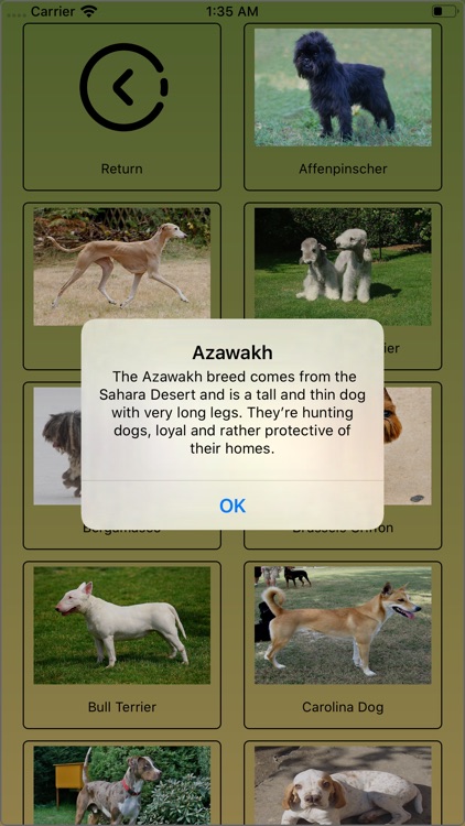 Bizarre Dog Breeds screenshot-3