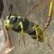 Establish your own virtual wasp colony