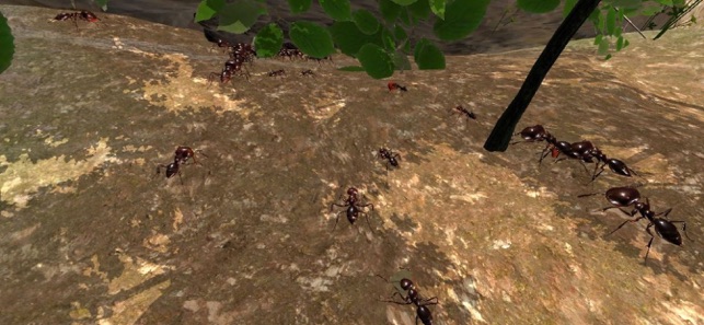 Ant Simulation Full