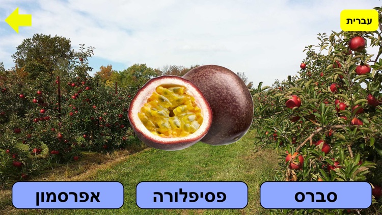 פירות ולומדים