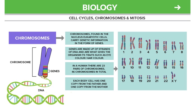 Biology GCSE GradeGeek