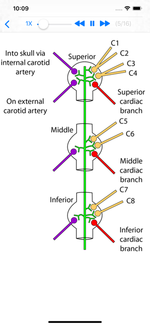 Tricky Areas of Anatomy(圖2)-速報App