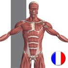 Top 11 Medical Apps Like Anatomie Visuel - Best Alternatives