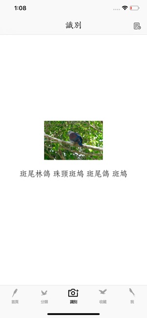 鳥-鳥類百科-鳥類野外手冊-拍照識鳥(圖3)-速報App