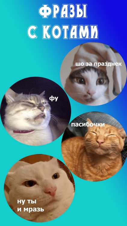 Милые кошки