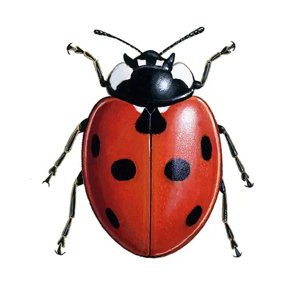 European Ladybirds Читы