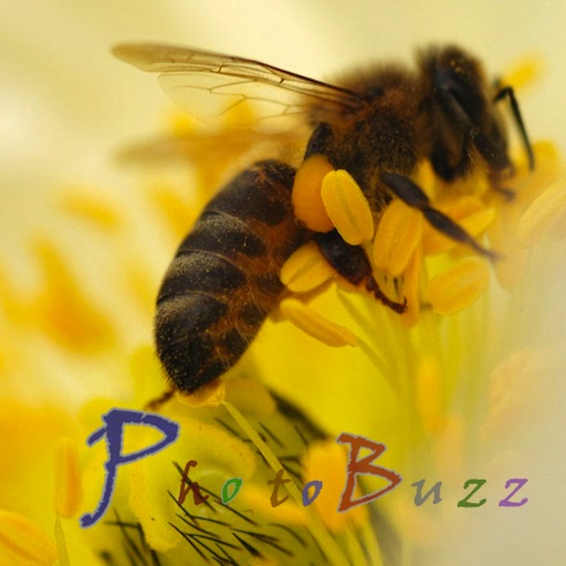 PhotoBuzz Free - Web Album Explorer & Community icon