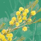 Top 20 Reference Apps Like Wattle - Acacias of Australia - Best Alternatives