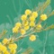 The Wattle - Acacias of Australia app (WATTLE ver