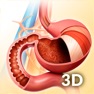 Get My Stomach Anatomy for iOS, iPhone, iPad Aso Report