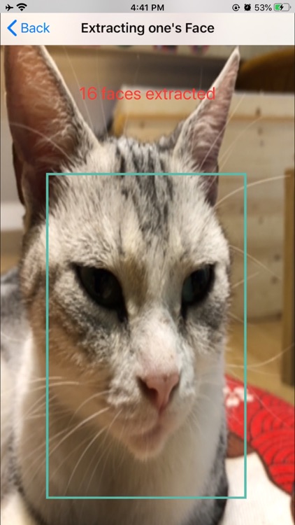 Catreco - Cat Face Recognition