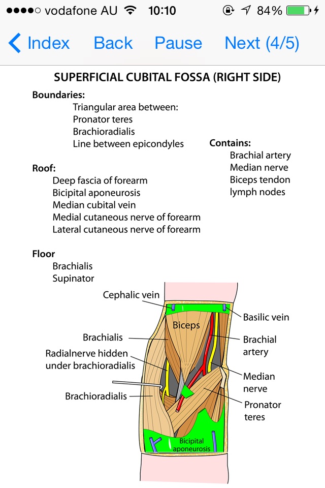 Anatomy Lectures Limbs screenshot 4