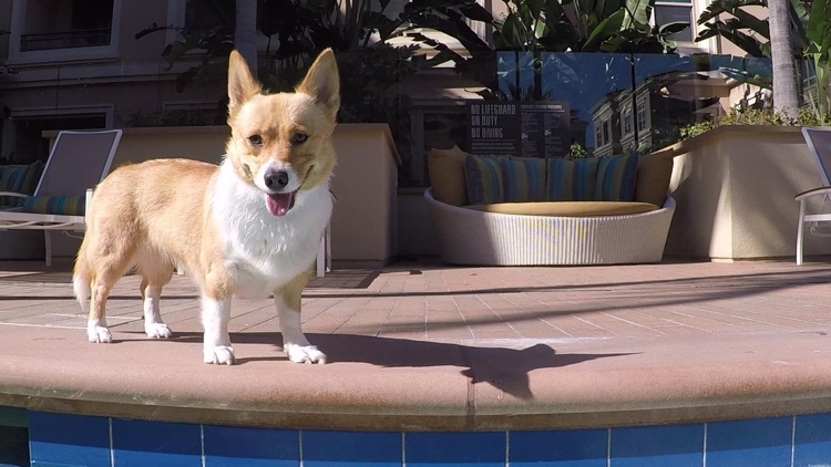 Front Jacuzzi Back Corgi #FJBC screenshot-3