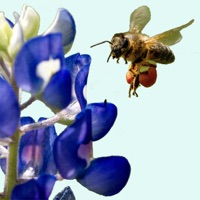 West Texas Wildflowers  PC 용