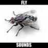 Get Fly Sounds! for iOS, iPhone, iPad Aso Report