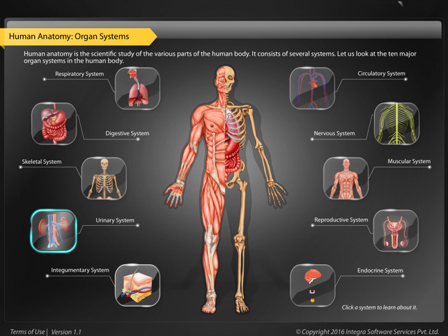 Human Anatomy - Urinary