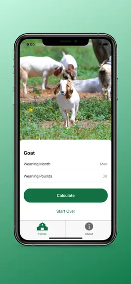 Game screenshot Lamb & Goat Market Forecast apk