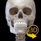 Skeleton 3D Anatomy