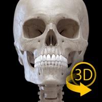 Contacter Squelette Anatomie 3D