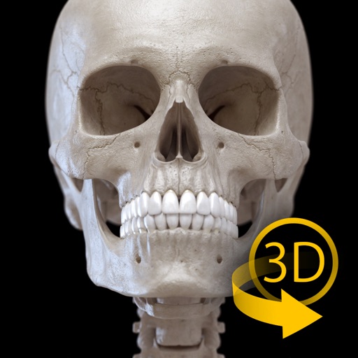 Skeleton 3D Anatomy