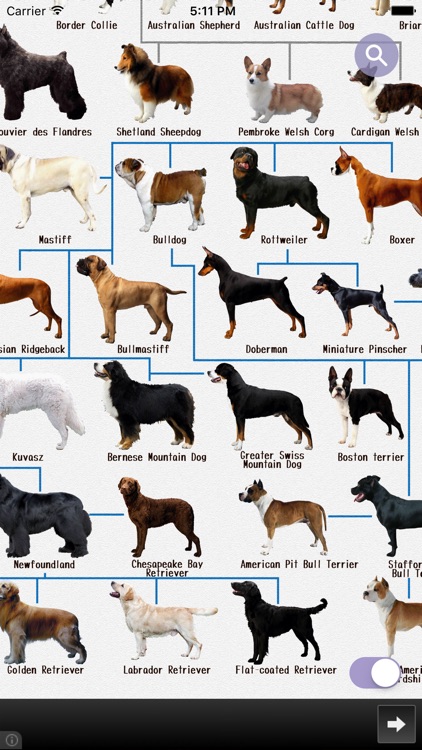 The Most Informative Apps & Guides about Dog Breeds