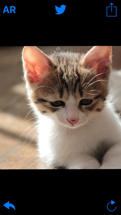 Little Cute Sad Face Cats Animals Background Wallpapers