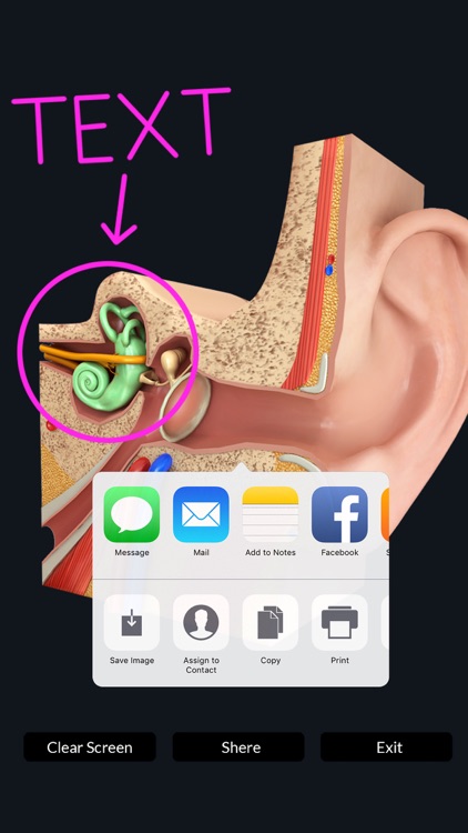 My Ear Anatomy screenshot-8