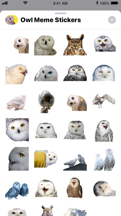 Owl Meme Stickers