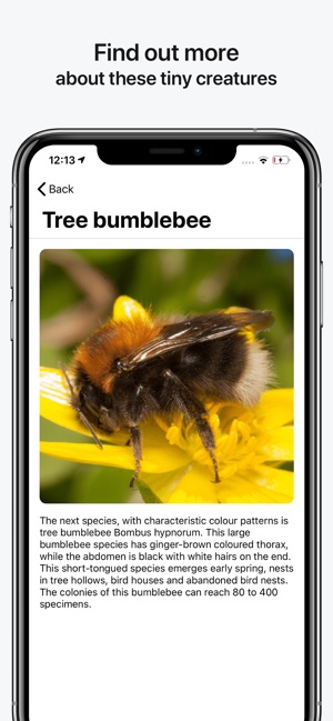 Bumblebee Detector(圖4)-速報App