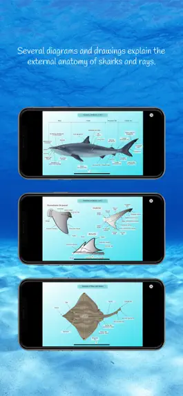 Game screenshot Sharks and Rays hack