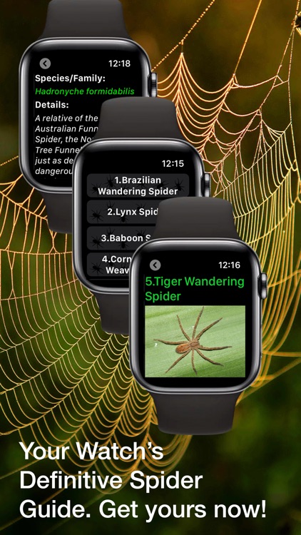 Spiders Guide for Watch