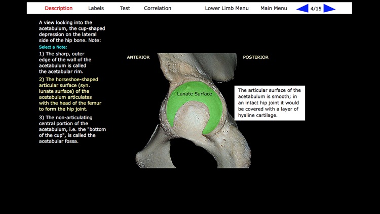 Human Skeleton: Gross Anatomy screenshot-8