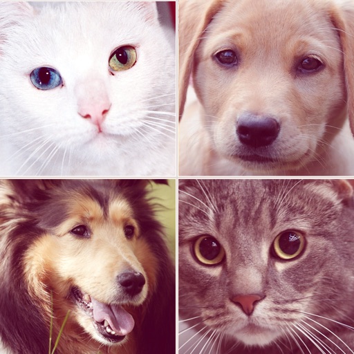 Chats & Chiens : Races et Quiz