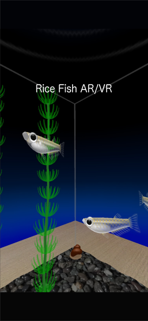 Rice Fish AR/VR(圖1)-速報App