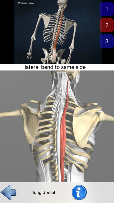 Anatomie Visuel screenshot 2