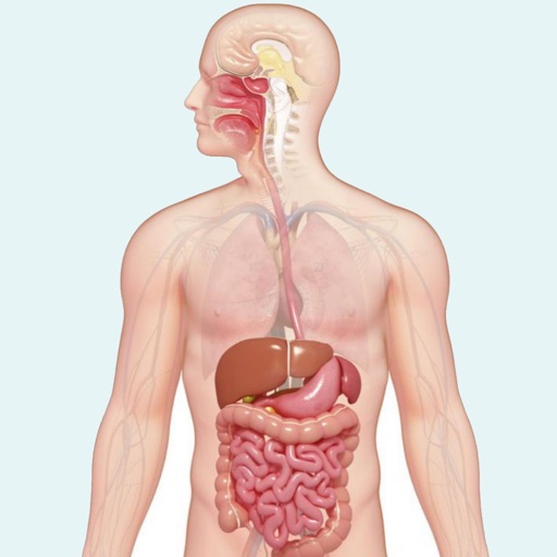 Learn Digestive System