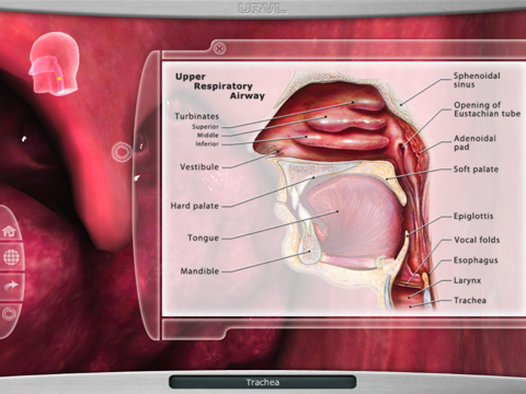 Upper Respiratory Virtual Lab - náhled