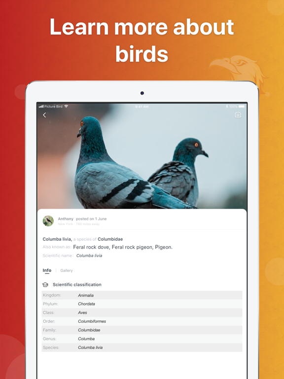 Picture Bird - Bird Identifier screenshot