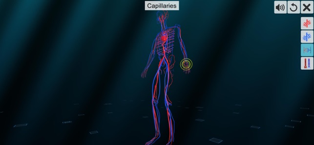 Vascular system(圖5)-速報App