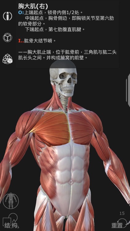 Artist's Anatomy