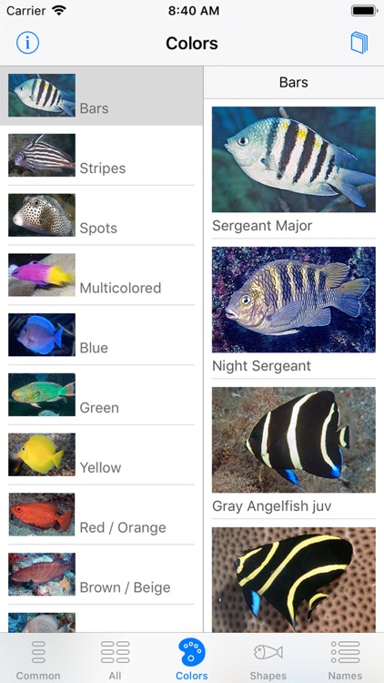 Easy Fish ID Caribbean screenshot-4