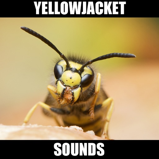 Yellowjacket Sounds icon