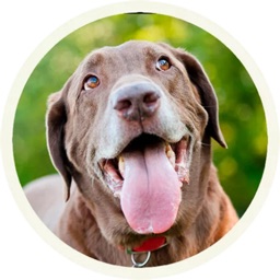 Lovely Labrador Sticker Pack